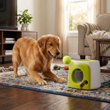 Perro golden retriever jugando con la maquina lanzadora automatica en casa