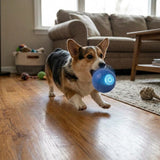 Perro corgi saltando para atrapar la pelota inteligente en el aire